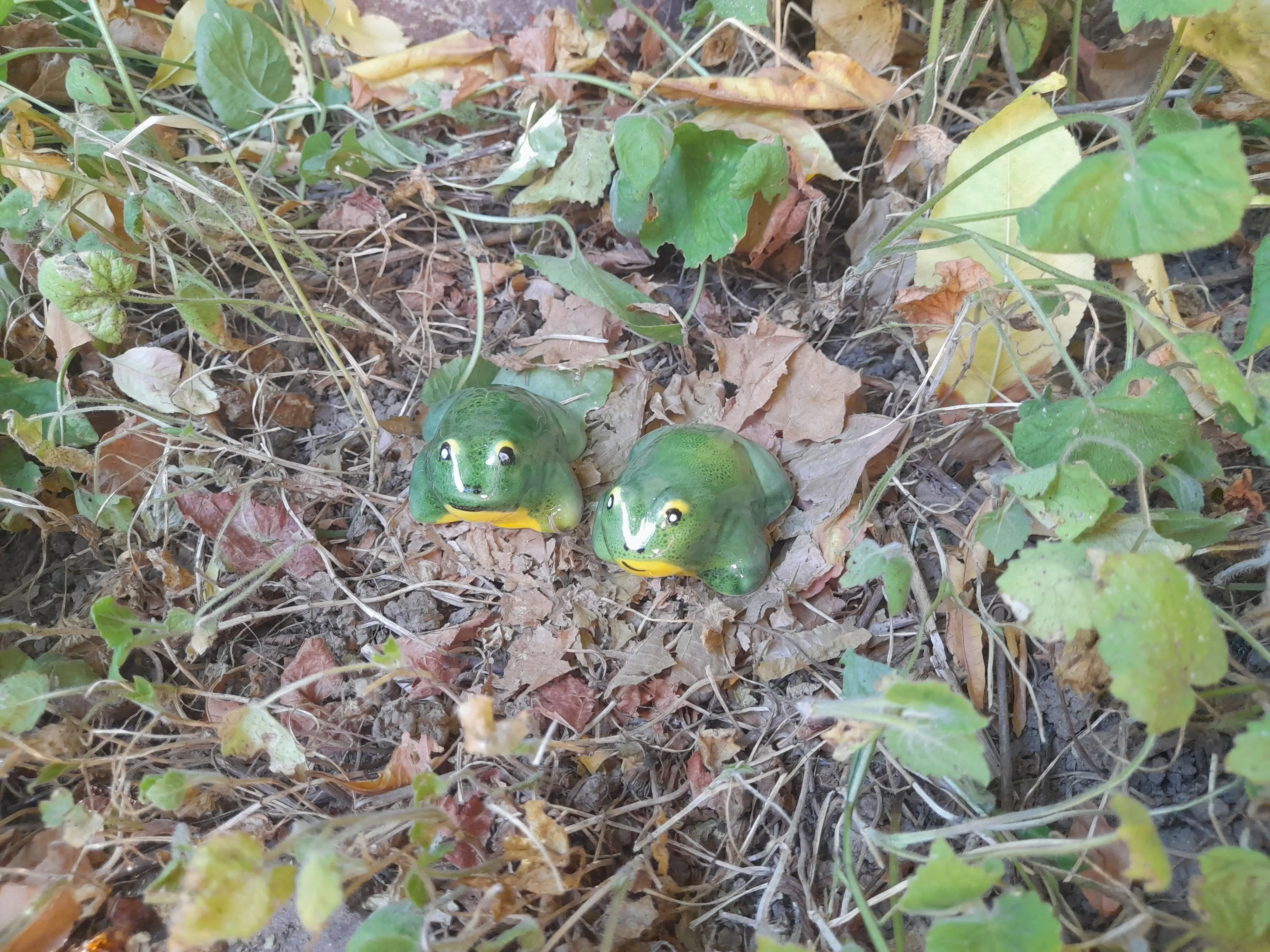 Mini béka