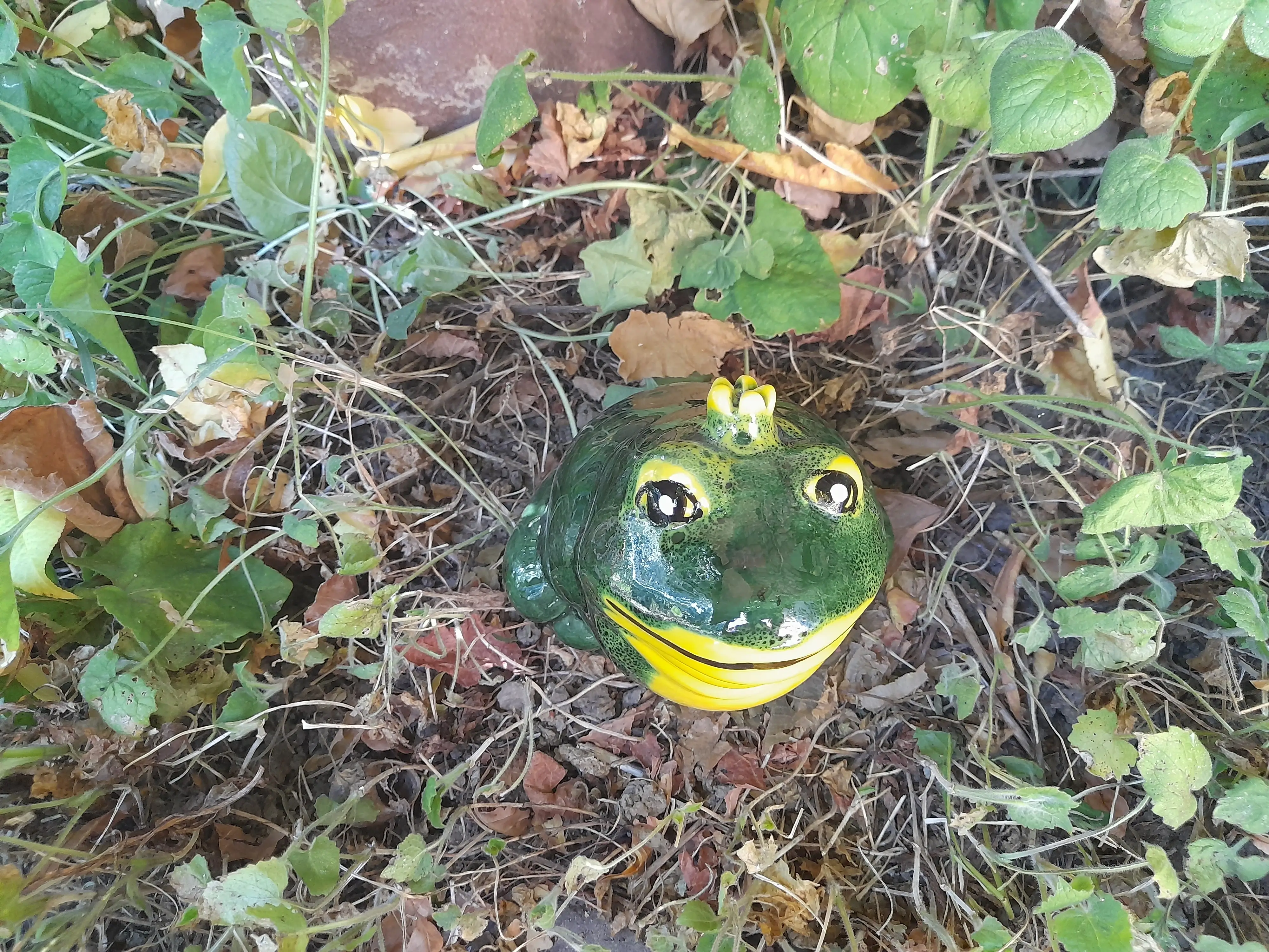 Pufi béka