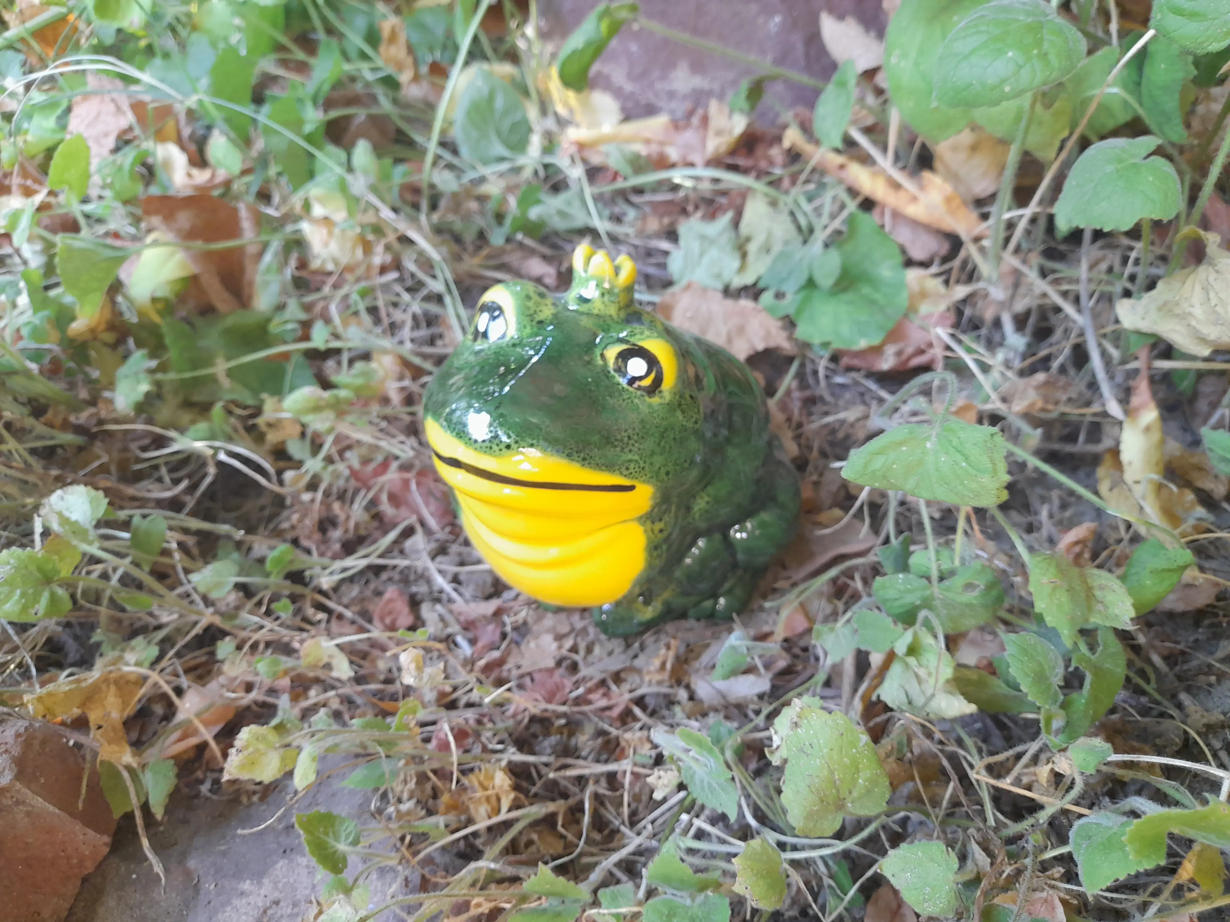 Pufi béka