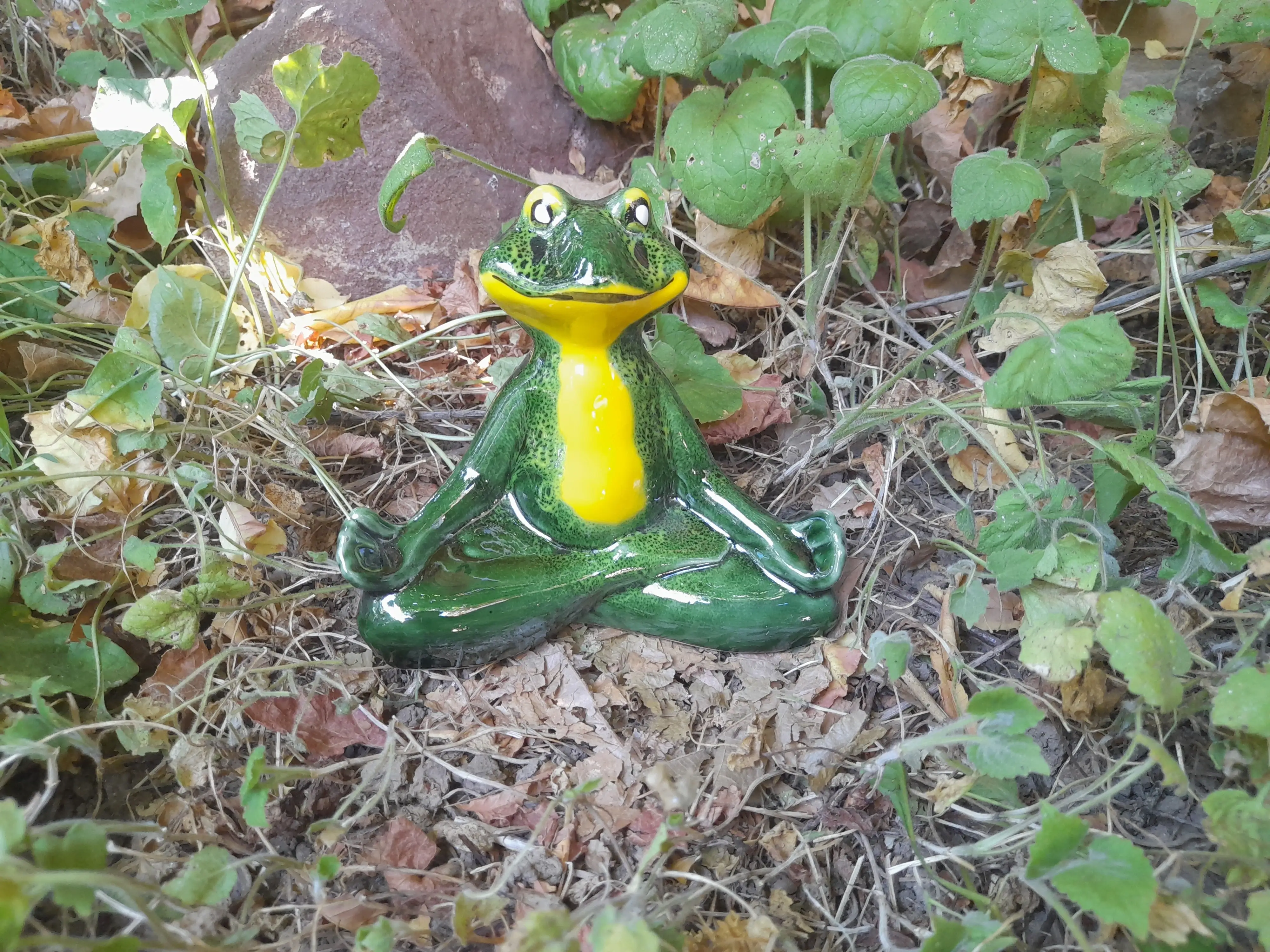 Kis meditáló béka