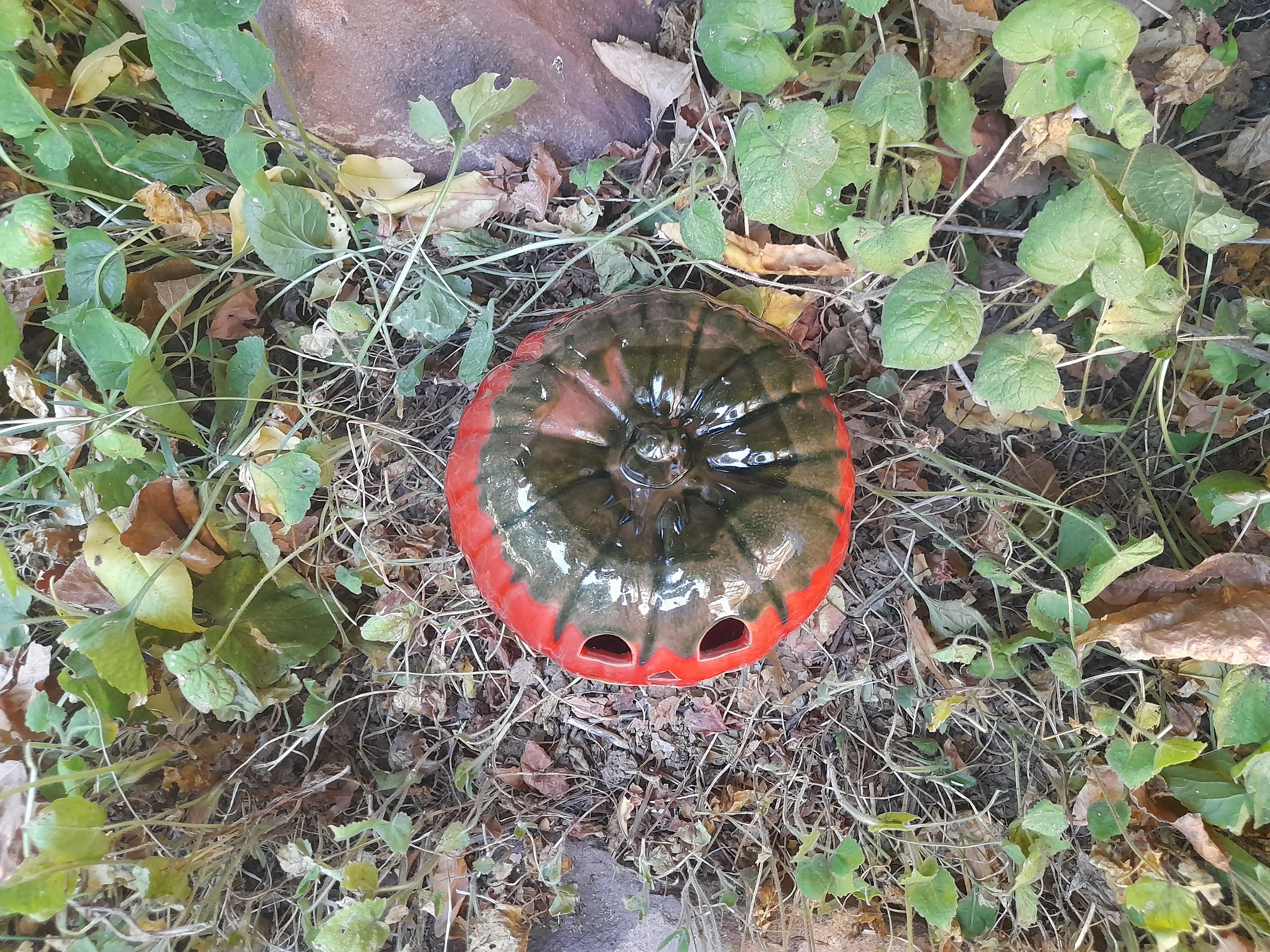 Egyes méretű közepes tök