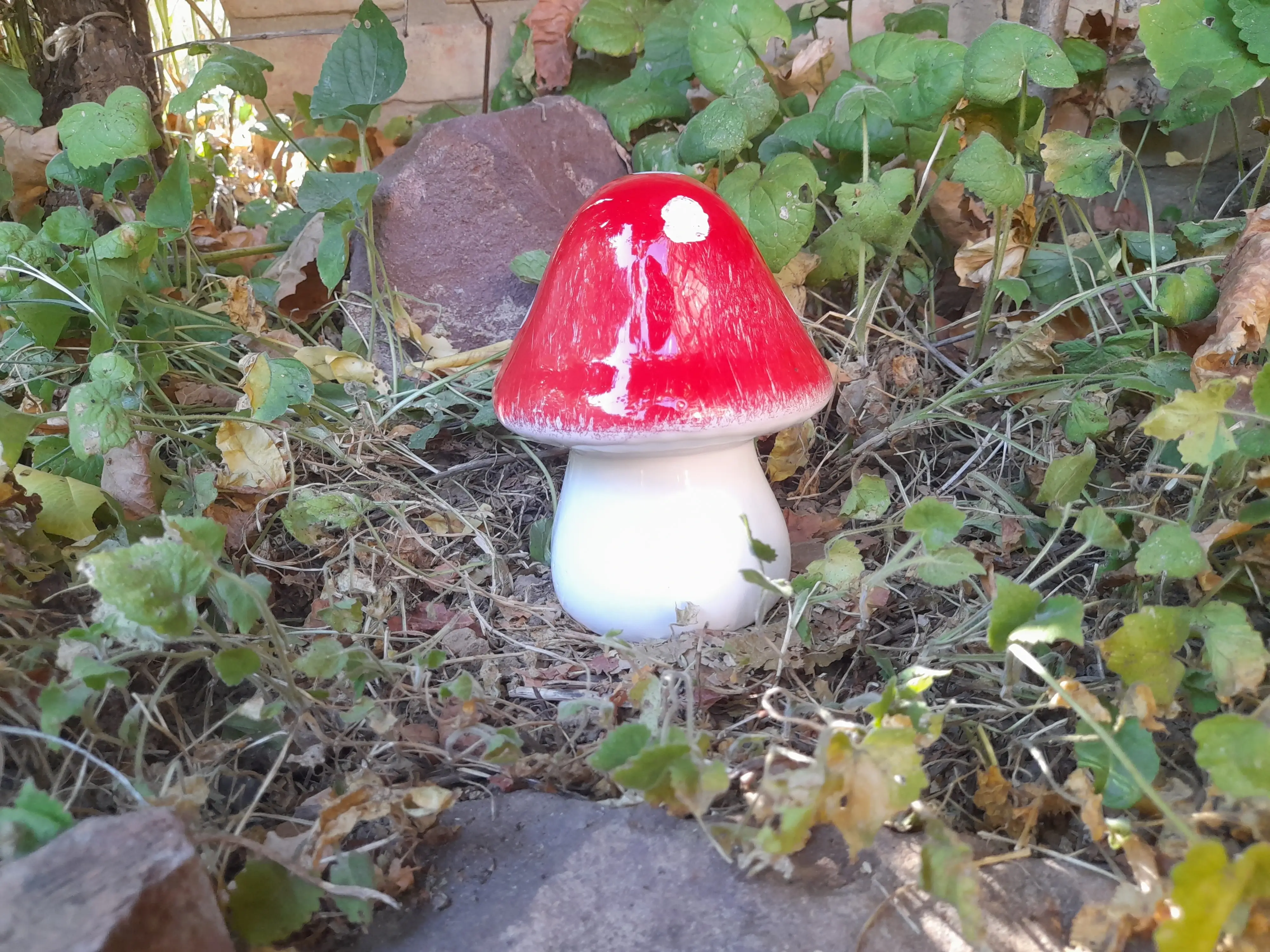 Közepes gomba