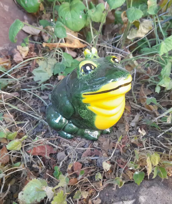 Pufi béka