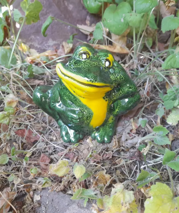 Gondolkodó béka