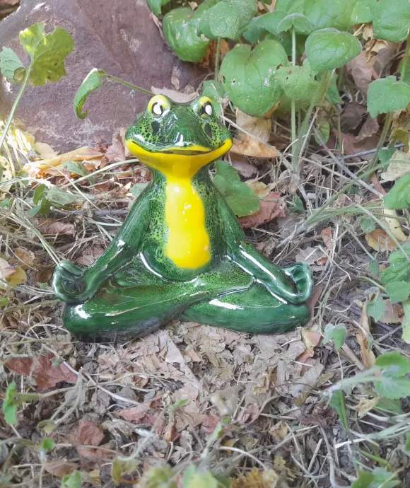Kis meditáló béka